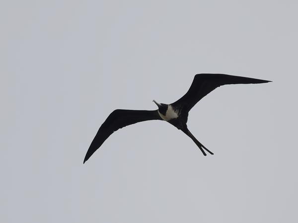 Amerikaanse fregatvogel (Fregata magnificens)